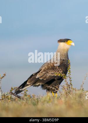 caracara cresta meridionale in Patagonia, in una carcassa. Sud America, Cile Patagonia, Magallanes. Foto Stock