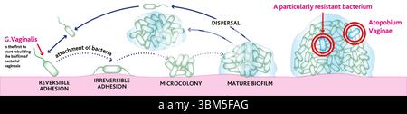 Formazione di biofilm. Processo di ricostruzione del biofilm della vaginosi batterica con la meccanica del suo sviluppo e della sua crescita. Illustrazione Vettoriale