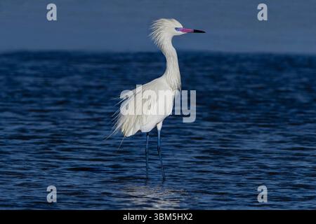 USA, Texas, Cameron County. Laguna madre (baia), egret rossastro che pesca nella piscina delle maree Foto Stock
