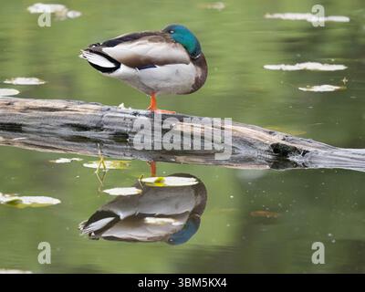 Stato di Washington, Juanita Bay Park. Primo piano di anatra maschila che poggia su tronchi con riflessi in acque calme Foto Stock