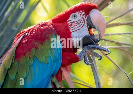 Red and Green Macaw (Ara chloropterus), Florida, USA di Dominique Braud/Dembinsky Photo Assoc Foto Stock