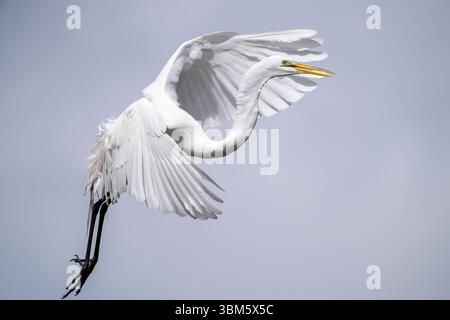 Great Egret, in volo, corteggiamento (Ardea alba) Florida, USA Braud/Dembinsky Photo Assoc Foto Stock
