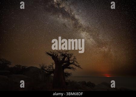 Sagoma di un albero di baobab con cielo stellato e via Lattea, alba rossa all'orizzonte, baobab africano (Adansonia digitata), ripresa notturna, isola di Kubu ( Foto Stock