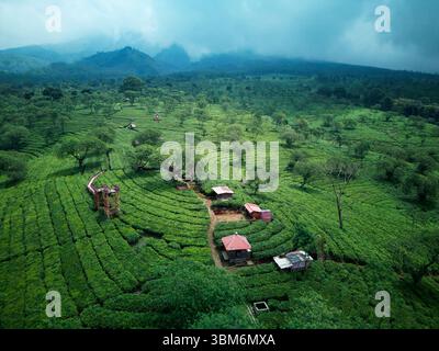 Piantagione di tè di Wonosari, vicino a Malang, Giava; Indonesia - aerea Foto Stock