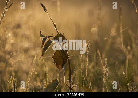 Una tranquilla vista ravvicinata di un prato ricoperto di rugiada e foglie illuminate dalla luce dorata del sole mattutino, che evoca freschezza, calma e connessione con Foto Stock