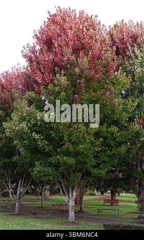 Una vibrante scena autunnale in un parco, con alberi con un sorprendente mix di foglie rosse e verdi. Foto Stock
