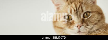 Ritratto del gatto dello zenzero con un aspetto indignato espressivo, primo piano, messa a fuoco selettiva. Formato banner Foto Stock