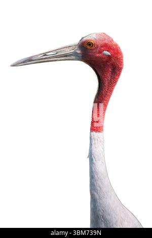 Primo piano della gru Sarus con testa rossa, collo lungo e corpo grigio, isolato su sfondo bianco, vista laterale dettagliata. Foto Stock