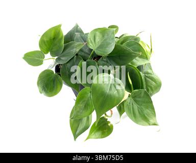 pothos verdi davanti a sfondo bianco Foto Stock