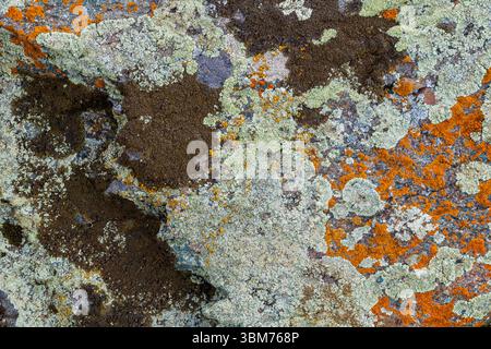 Primo piano di una superficie rocciosa ruvida con licheni colorati Foto Stock