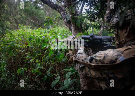 Bryan Anguianoruiz, fuciliere di fanteria di Long Beach, California, con la School of Infantry-West, Advanced Infantry Training Battalion, Detachment Hawaii, Advanced Infantry Marine Course (AIMC) classe 3-25, pubblica la sicurezza durante l'AIMC presso Kahuku Training area, Hawaii, 12 giugno 2025. Gli studenti dell'AIMC impararono e perfezionarono la trincea difensiva, le manovre offensive e il pattugliamento in ambienti austeri. (Foto del corpo dei Marines degli Stati Uniti di Lance Cpl. Samuel Estridge) Foto Stock