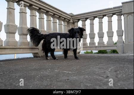 Un cane nero sta su un balcone di fronte alla ringhiera Foto Stock