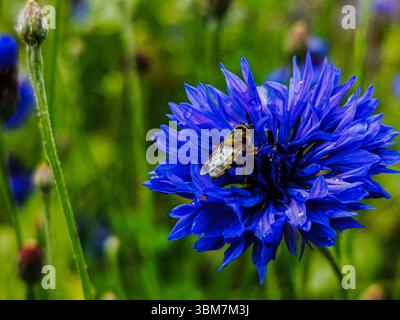 Un hoverfly su un fiore blu Foto Stock