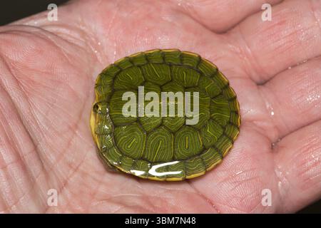 Tenete a mano il vostro bambino tartaruga di terrapina con orecchie rosse Trachemys scripta elegge la cura degli animali domestici con conchiglie naturali. Foto Stock