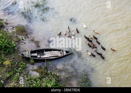 Una tranquilla scena di un gregge di anatre che nuotano vicino a una vecchia barca in legno ancorata lungo una riva del fiume. Foto Stock