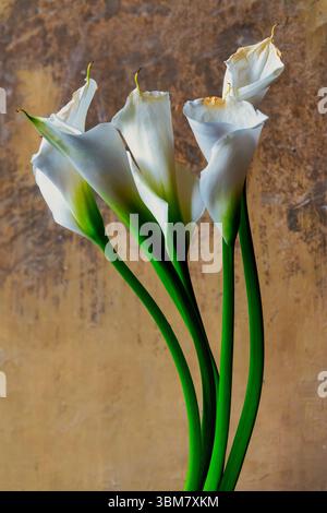 Primo piano di gigli di calla bianchi (Zantedeschia aethiopica) contro un muro testurizzato Foto Stock