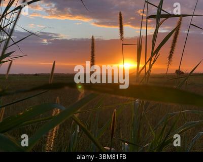 Scopri l'accattivante bellezza della natura con questa incredibile fotografia al tramonto, con erbe alte che si stagliano contro il cielo vibrante. immersi in ricchi Foto Stock