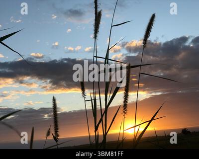 Scopri l'accattivante bellezza della natura con questa incredibile fotografia al tramonto, con erbe alte che si stagliano contro il cielo vibrante. immersi in ricchi Foto Stock
