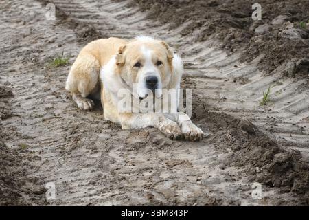 L'osservazione del cane da pastore dell'Asia centrale alabai per adulti si trova sul terreno con tracce di trasporto Foto Stock