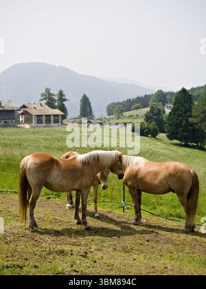 Tre cavalli che si rilassano su un verde pendio alpino in alto Adige. Foto Stock