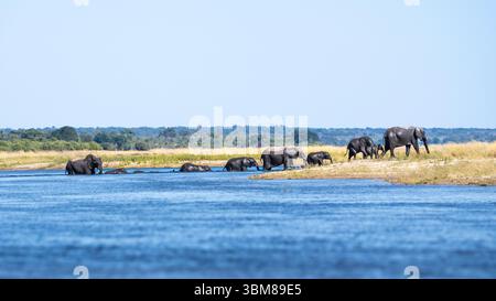 Gli elefanti africani (Loxodonta africana) attraversano l'acqua blu nel loro habitat naturale sotto il cielo soleggiato. Parco nazionale del Chobe, Botswana, Africa Foto Stock
