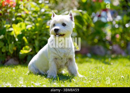 West Highland White Terrier Foto Stock