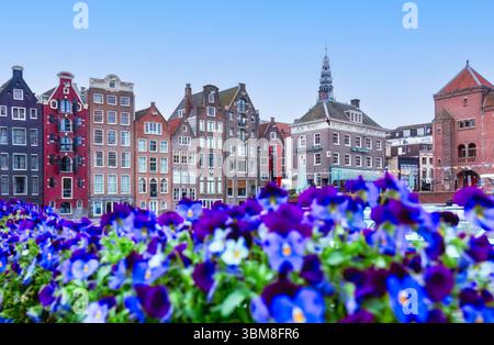 Fiori luminosi di fronte alle case sui canali di Amsterdam, vivace atmosfera olandese, scenografica scena di viaggio, architettura pittoresca. Per siti web di viaggi, social Foto Stock