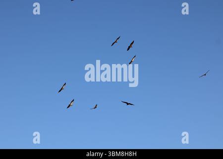 Gli avvoltoi cavalcano le termiche in netto contrasto con il profondo blu della Namibia, la tranquilla danza della natura tra predatori, prede e il cielo infinito. Foto Stock