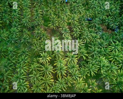 Piantagione di palme, Pancer, vicino a Pulau Merah, regione di Banyuwangi, Giava orientale, Indonesia - aereo Foto Stock
