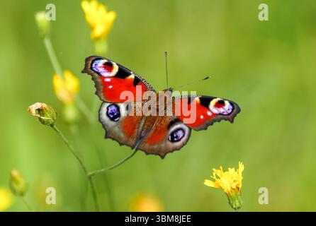 Ritratto della farfalla pavone. Primo piano di insetti in natura. Aglais io. Pavone europeo. Foto Stock