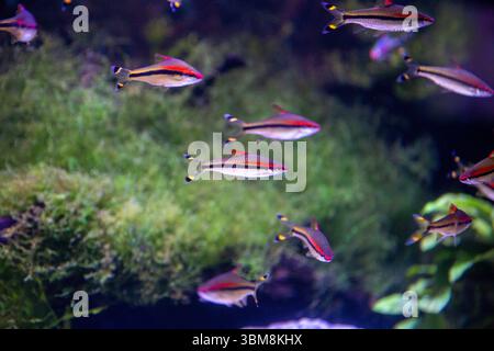 Una School of Red Linked Torpedo o Denison Bob Foto Stock