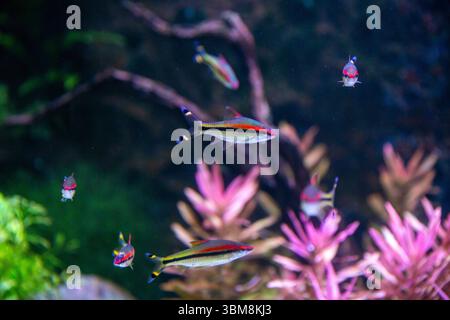 Una School of Red Linked Torpedo o Denison Bob Foto Stock