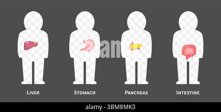 La serie di illustrazioni dei sistemi del corpo umano 2 di 3. Comprende sistema epatobiliare , gastrointestinale o digestivo . Backgroun trasparente isolato Illustrazione Vettoriale