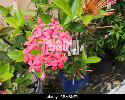 Un gruppo di fiori cinesi di Ixora rosa brillante che fioriscono in un giardino. I fiori sono circondati da lussureggianti foglie verdi e piante in vaso. Foto Stock