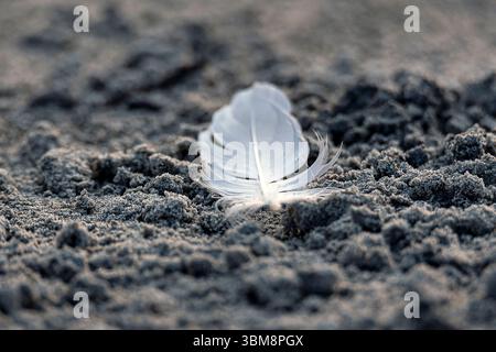 Una delicata piuma bianca giace pacificamente su una superficie sabbiosa vicino al bordo dell'acqua. Foto Stock