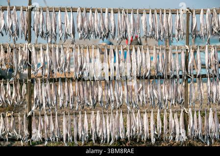 I pesci appena pescati sono appesi su scaffali di legno sotto il sole in un villaggio costiero. Questo metodo di essiccazione tradizionale mette in evidenza le pratiche di pesca locali. Foto Stock