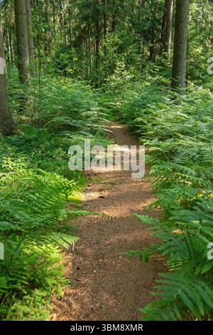 Sentiero forestale attraverso felci, Sieversen, Rosengarten, bassa Sassonia, Germania Foto Stock