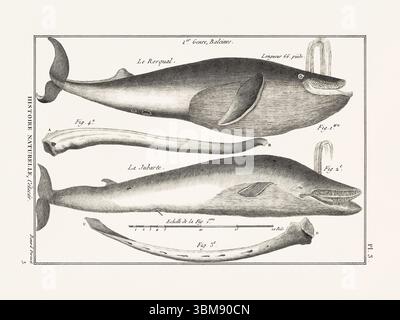 Illustrazione dell'anatomia delle balene da un libro francese di storia naturale del XVIII secolo. Biologia marina scientifica attingendo dal 1789. Foto Stock