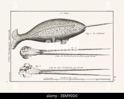 Illustrazione dell'anatomia delle balene da un libro francese di storia naturale del XVIII secolo. Biologia marina scientifica attingendo dal 1789. Foto Stock