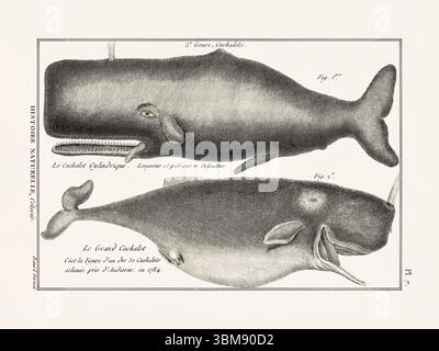 Illustrazione dell'anatomia delle balene da un libro francese di storia naturale del XVIII secolo. Biologia marina scientifica attingendo dal 1789. Foto Stock