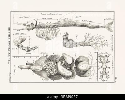 Illustrazione dell'anatomia delle balene da un libro francese di storia naturale del XVIII secolo. Biologia marina scientifica attingendo dal 1789. Foto Stock