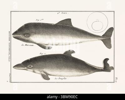 Illustrazione dell'anatomia delle balene da un libro francese di storia naturale del XVIII secolo. Biologia marina scientifica attingendo dal 1789. Foto Stock