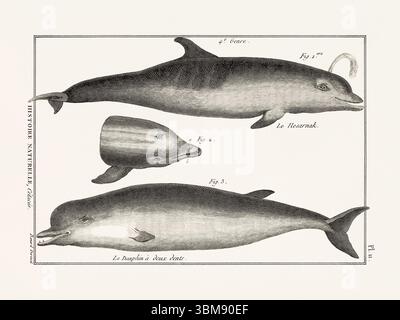 Illustrazione dell'anatomia delle balene da un libro francese di storia naturale del XVIII secolo. Biologia marina scientifica attingendo dal 1789. Foto Stock