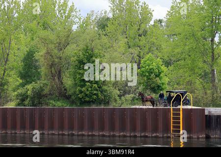 Sterling, New York, USA - 29 maggio 2025 - cavalli e buggy Amish lungo un molo di pesca nella parte occidentale di New York in una giornata primaverile. Foto Stock