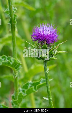 Cardo di latte / cardo beato / cardo mariano / cardo mariano / cardo Maria (Silybum marianum / Carduus marianus) in fiore Foto Stock