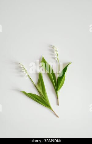Giglio della Valle Fiori su sfondo bianco, estetica floreale minimalista Foto Stock