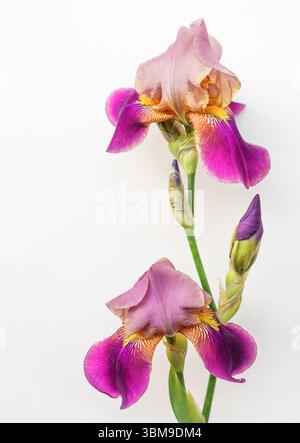 Eleganti fiori d'iride con barba viola e rosa con boccioli su sfondo bianco Foto Stock