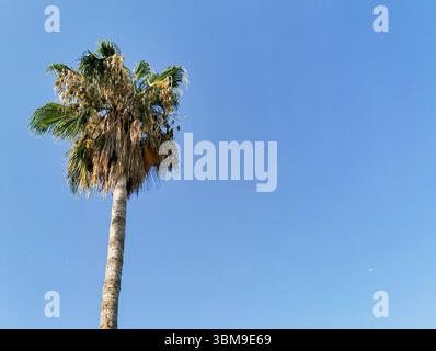 Alte palme con lussureggianti fronde verdi si staglia contro un vibrante cielo blu, creando una serena atmosfera tropicale, mettendo in risalto la bellezza della natura e la e Foto Stock