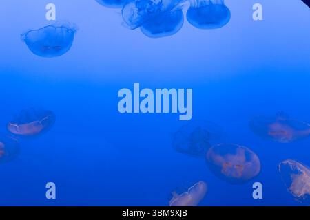 Meduse lunari, una specie comune di meduse, galleggiano graziosamente in una vasca d'acqua con luce blu soffusa. Foto Stock