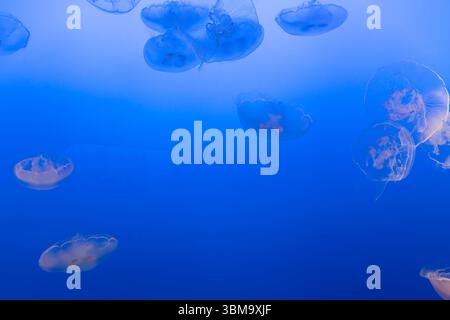 Meduse lunari, una specie comune di meduse, galleggiano graziosamente in una vasca d'acqua con luce blu soffusa. Foto Stock
